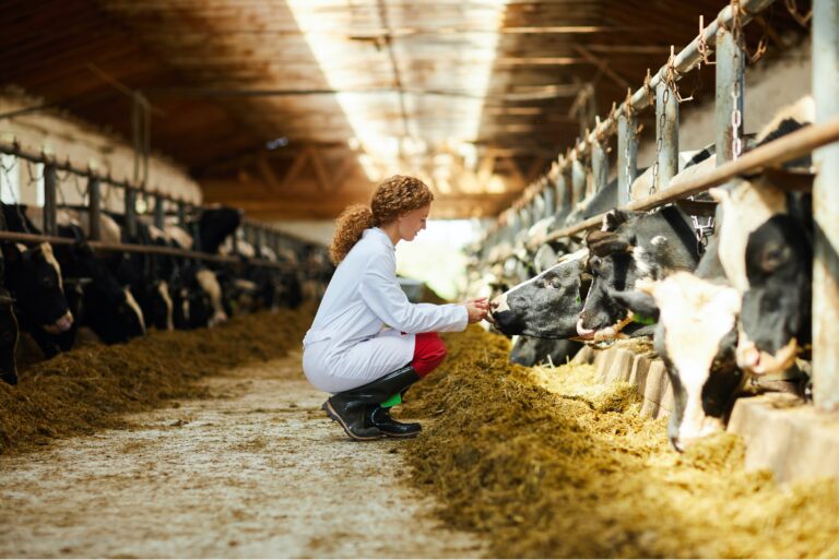 Veterinarian, in a white lab coat, crouching down in a cow shed.