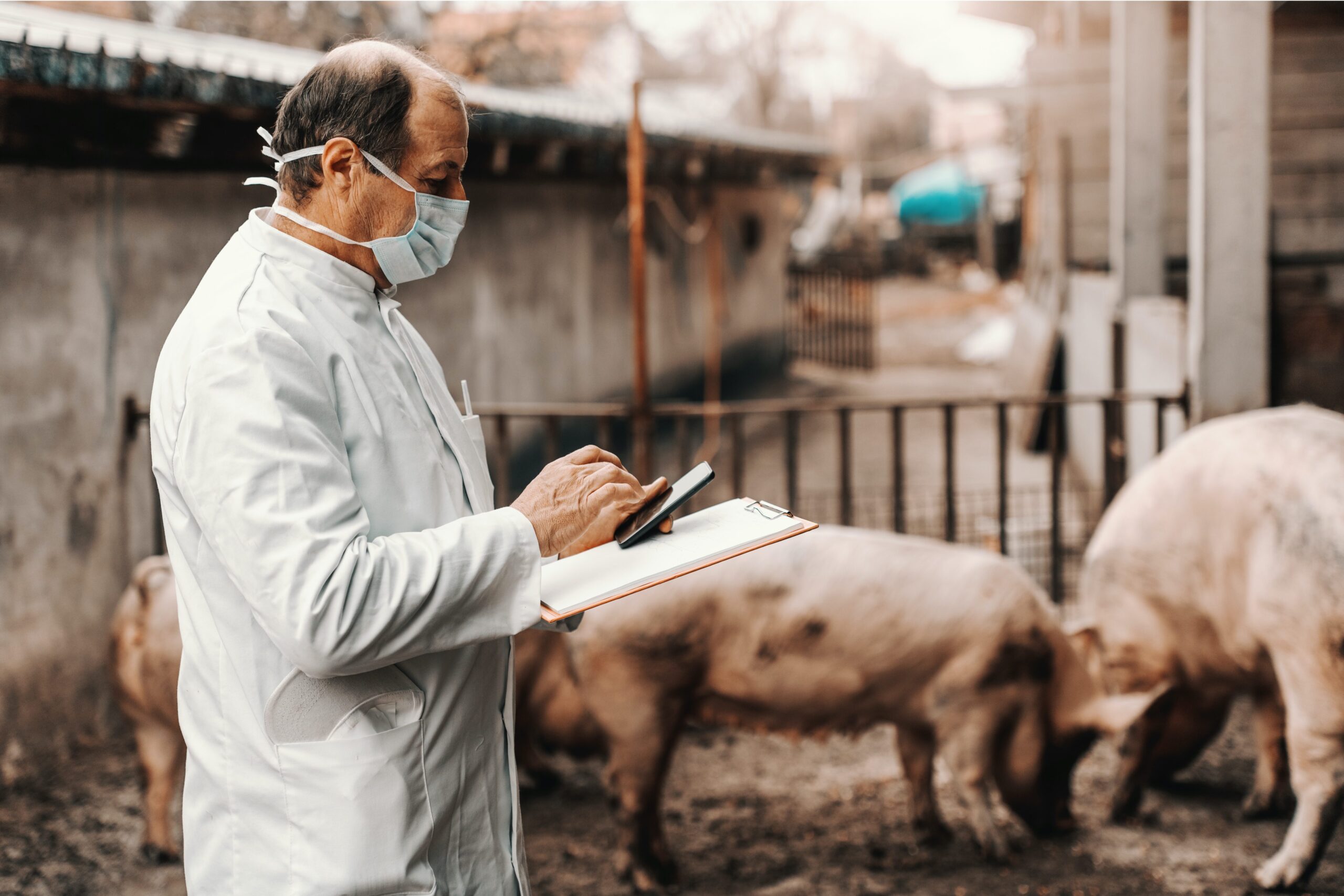 Veterinarian, wearing a face mask and white lab coat, inspecting some pigs in a pig pen.