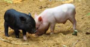 2 pigs in soil pink black