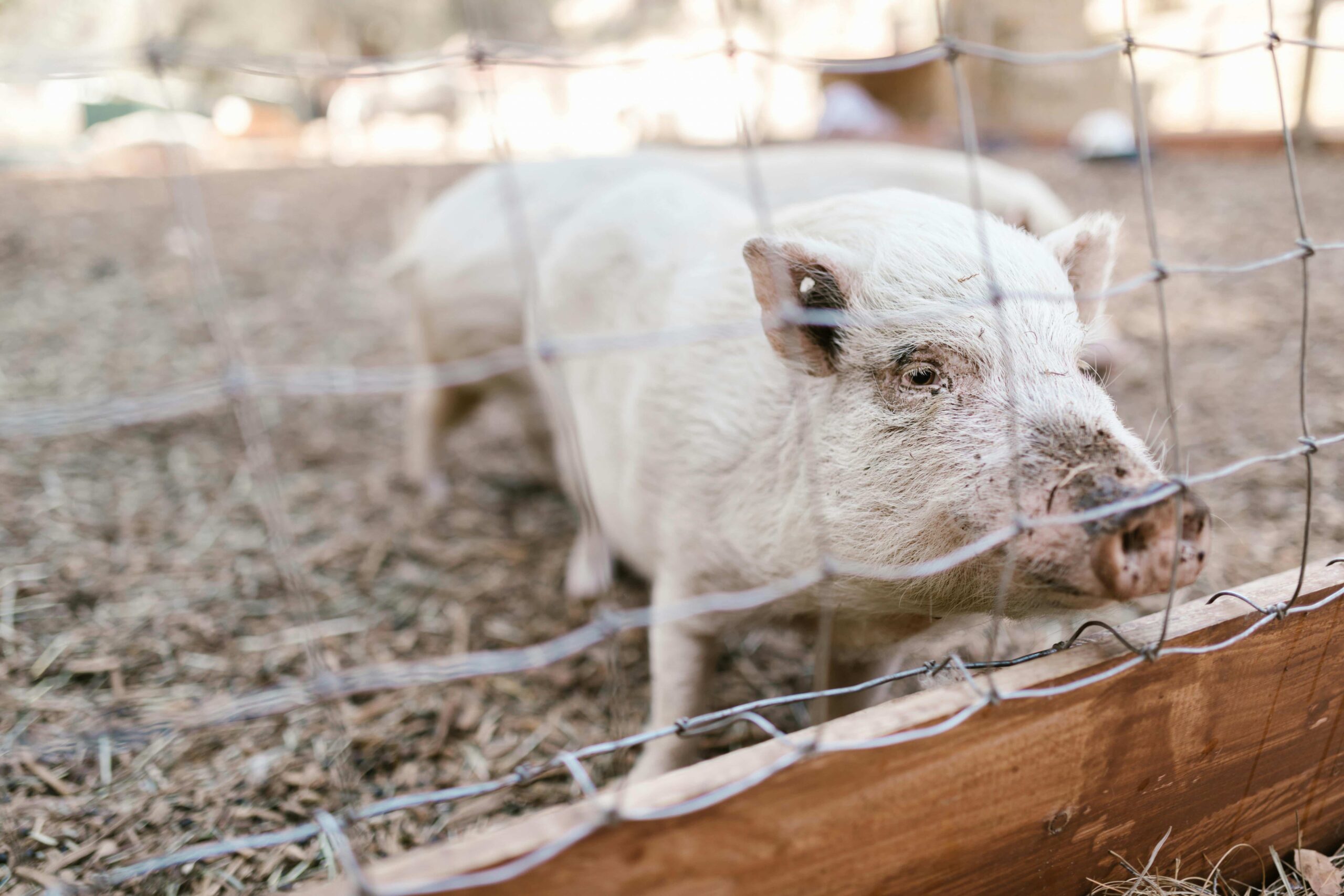 Small pig, behind a chicken-wire fence.