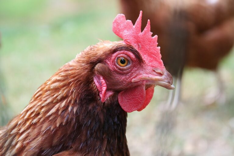 Close up view of a chicken.