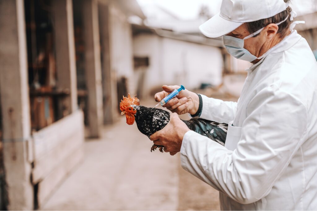 Man in white clothes vaccinating a chicken.