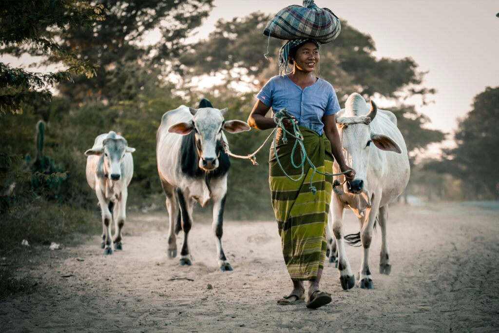 Cow - woman - sippakorn-yamkasikorn-_DpxwKqkl7Q-unsplash