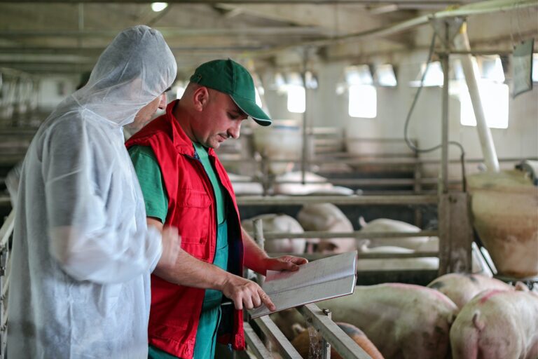 Two men, one wearing a white suit, and the other wearing red and green clothes, inspecting a pig pen.