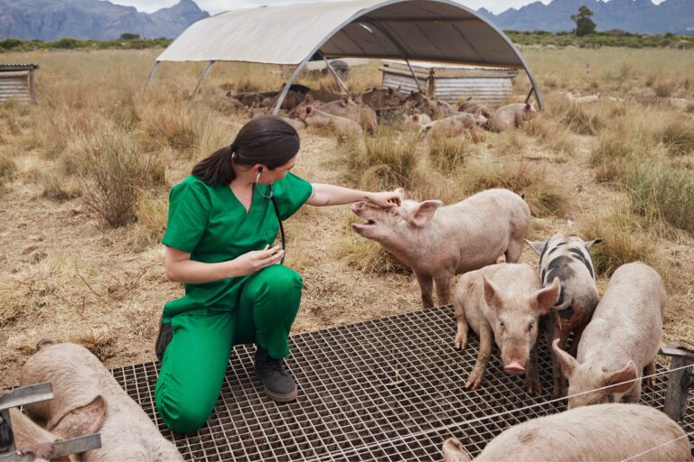 Female veterinarian, wearing green scrubs, kneeling down and approaching a pig in a field.