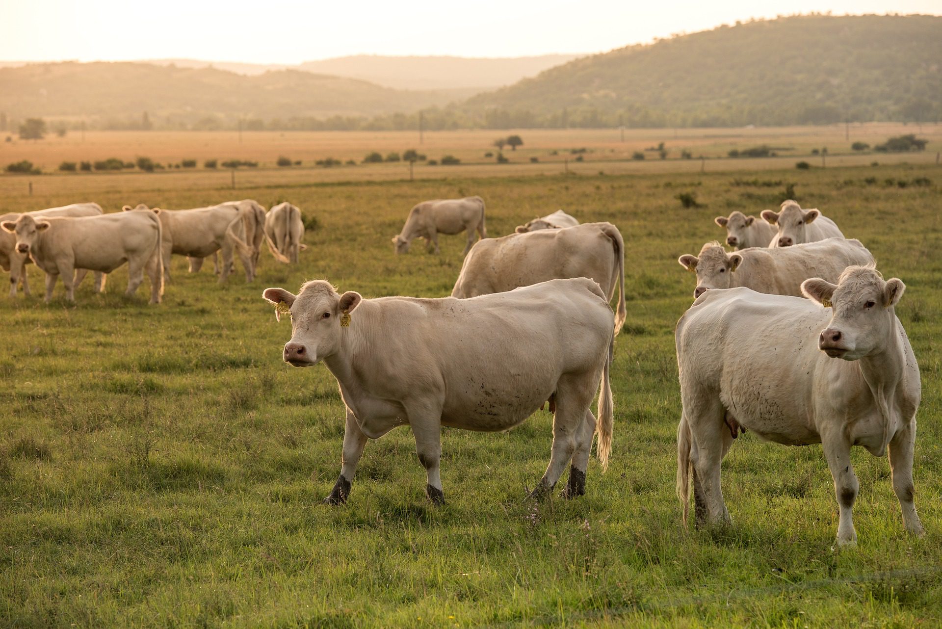 farm-cow