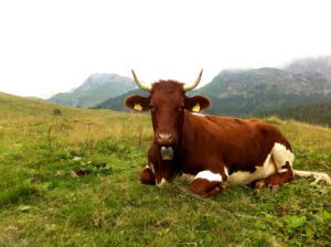 Cow on grass