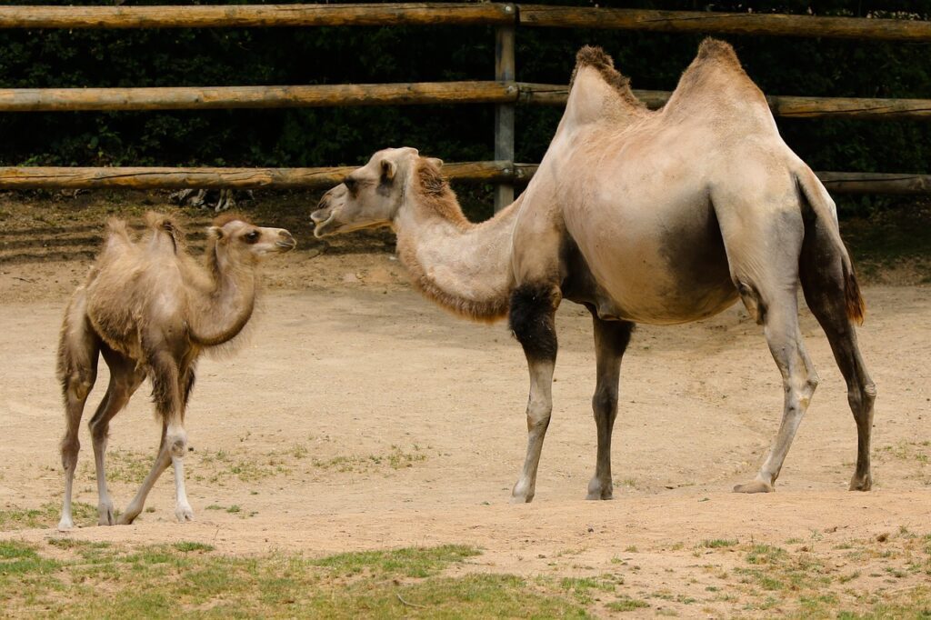 Camels