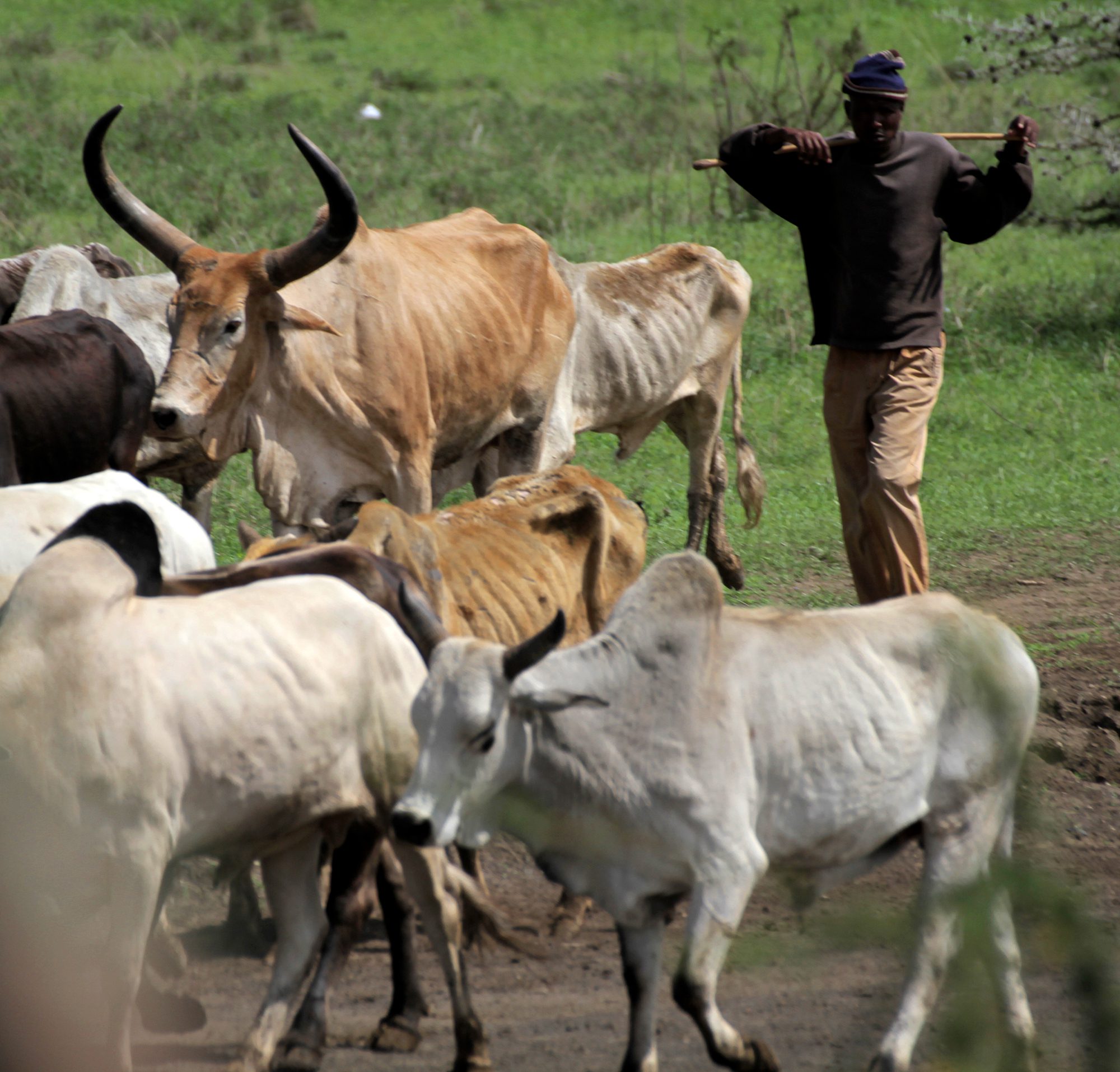 Cattle herder in Tanzania