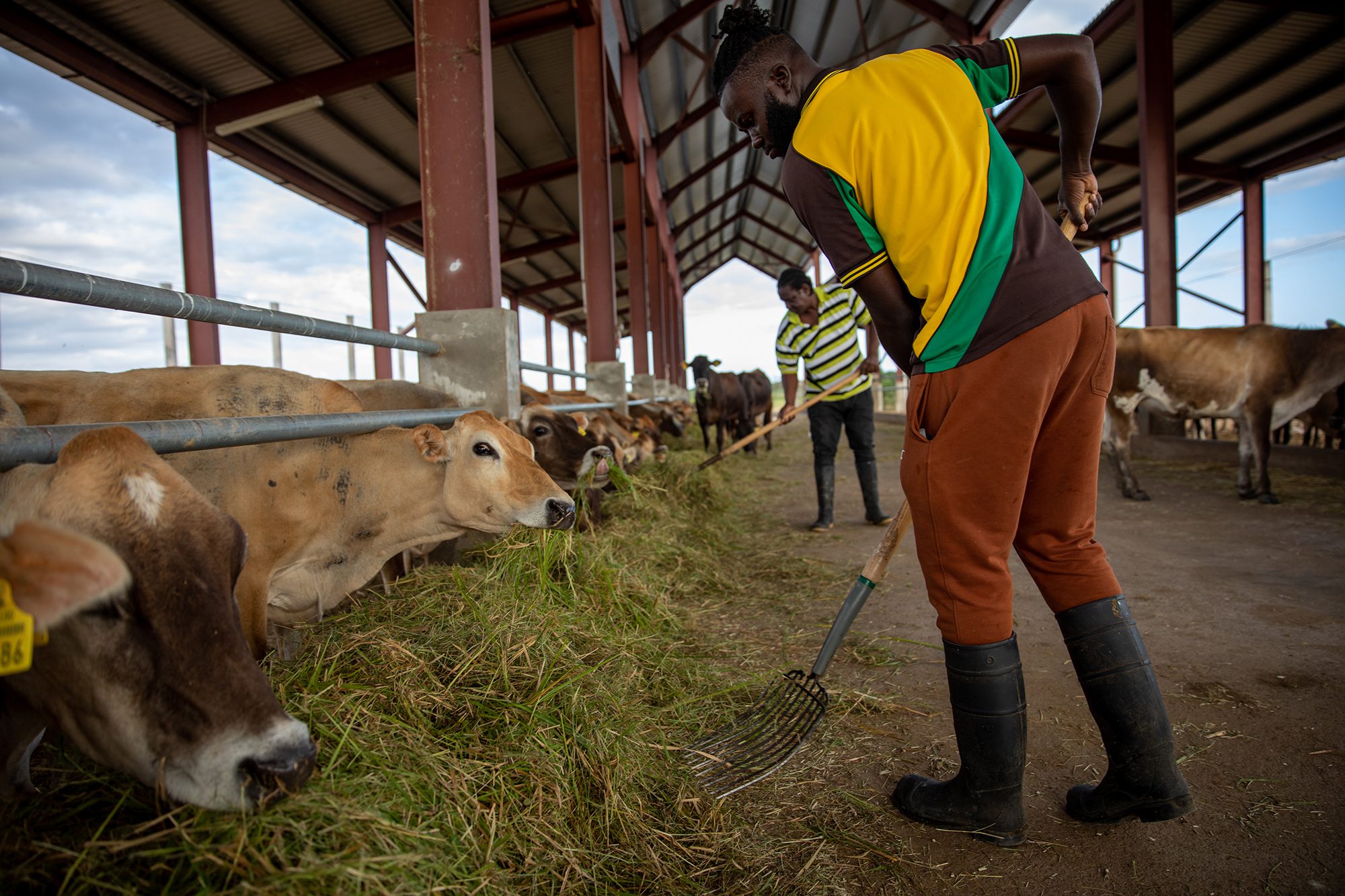 Workers at the RADA Bodles Research Station in Jamaica.