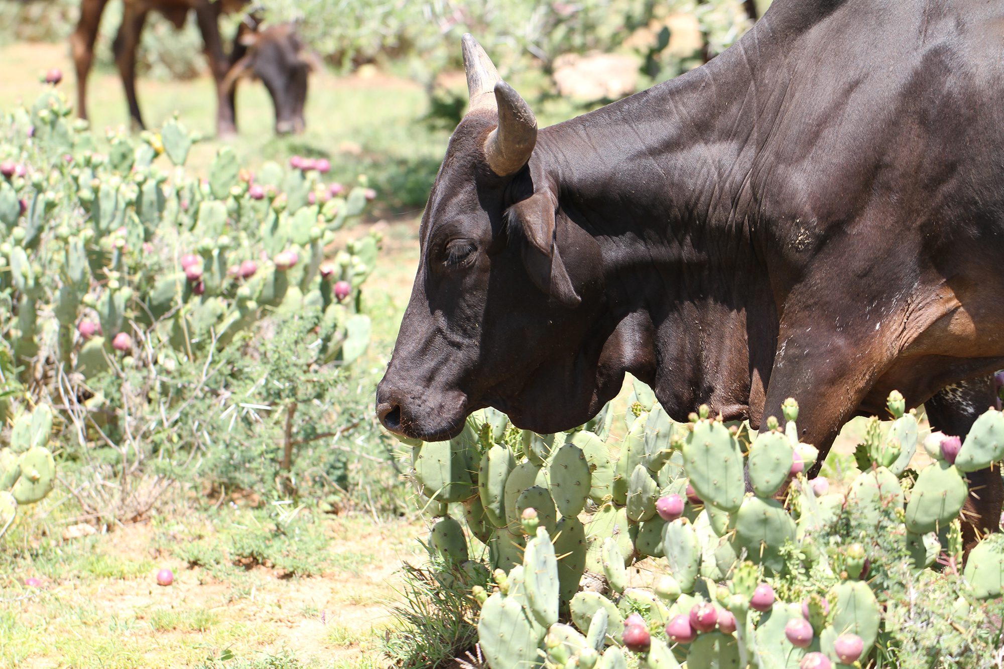 Cow with Opuntia Stricta cactus in Laikipia