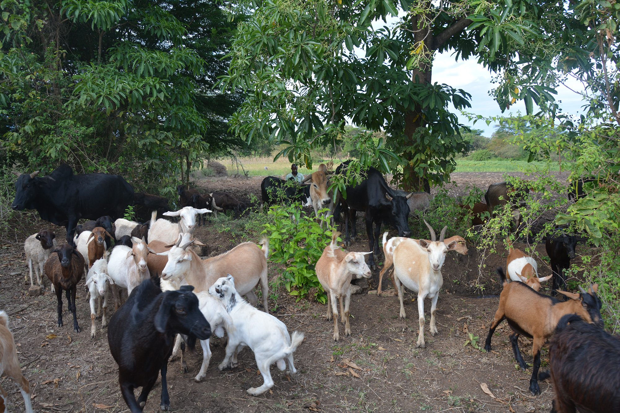 Small herd of goats.