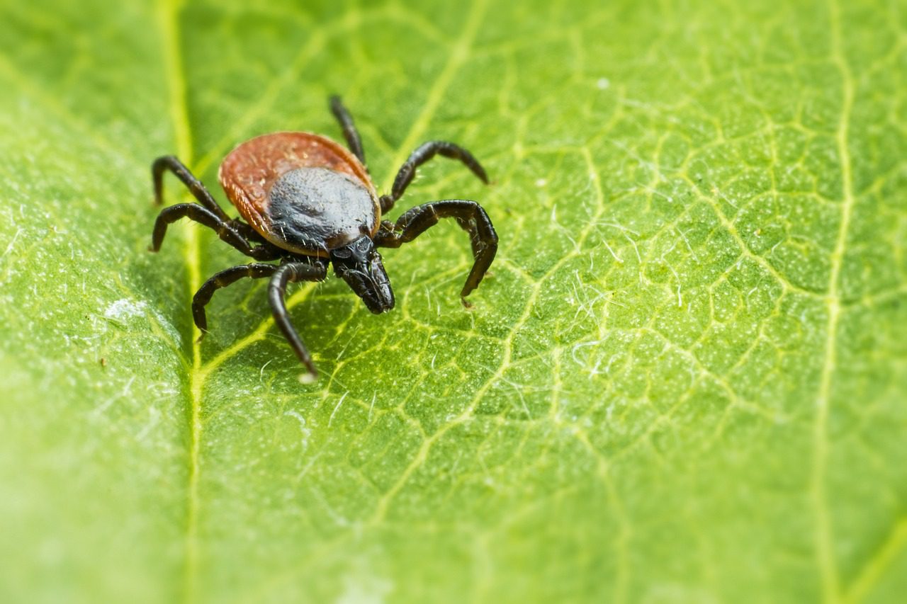 Ixodes ricinus tick