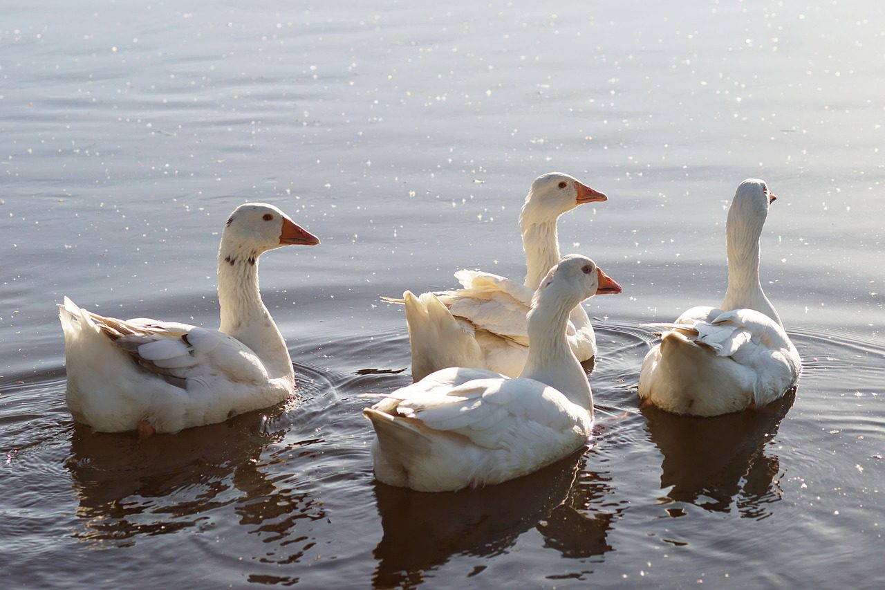 Geese, Water, Group, Team, Community